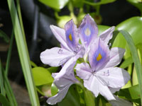 water hyacinth2